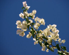 sommer... - 9581800 /leinwand/bigthumb/9581800.jpg