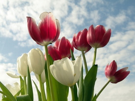 Tulpenhimmel - 9597502 /leinwand/bigthumb/9597502.jpg
