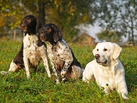 Golden Retriever Jagdhunde - 9645146 /leinwand/bigthumb/9645146.jpg