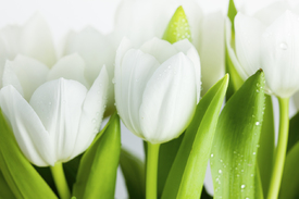 Weiße Tulpen - 9655992 /leinwand/bigthumb/9655992.jpg