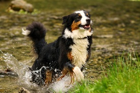 Australian Sheperd - 9663968 /leinwand/bigthumb/9663968.jpg