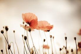 Mohnblumen - 9677694 /leinwand/bigthumb/9677694.jpg