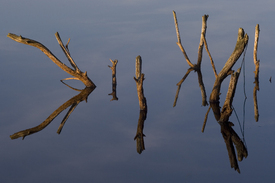 Totholz im Moorsee - Spiegelung - 9709756 /leinwand/bigthumb/9709756.jpg