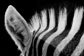 Zebrastreifen - 9713888 /leinwand/bigthumb/9713888.jpg