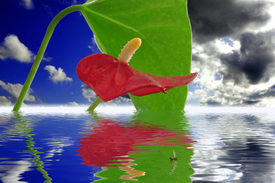 Wasserflamingo - 9716606 /leinwand/bigthumb/9716606.jpg
