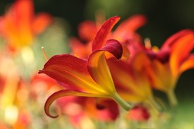 Lilienfeuer - 9723886 /leinwand/bigthumb/9723886.jpg