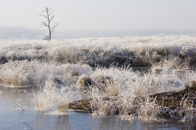 Moor im Winter - 9730638 /leinwand/bigthumb/9730638.jpg