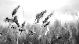 Einsam, Zweisam, im Wind - 9806052 /leinwand/bigthumb/9806052.jpg