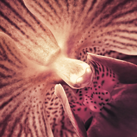 Orchidee Makro | 01 - 9822296 /leinwand/bigthumb/9822296.jpg