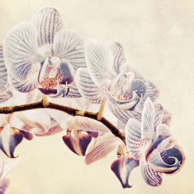 Orchidea Nostalgico | 01 - 9844372 /leinwand/bigthumb/9844372.jpg