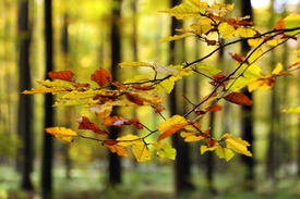 Im Wald - 9845984 /leinwand/bigthumb/9845984.jpg