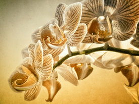 Orchidea Nostalgico | 02 - 9846182 /leinwand/bigthumb/9846182.jpg