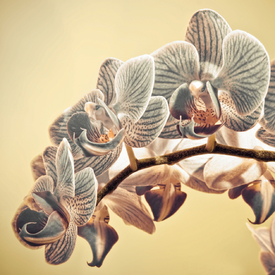 :: ORCHIDEE :: - 9866192 /leinwand/bigthumb/9866192.jpg