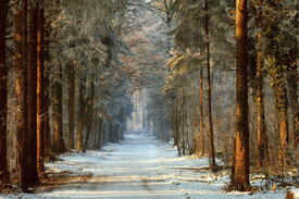 Wald Das Original - 9868542 /leinwand/bigthumb/9868542.jpg