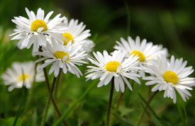 gänseblümchen gruppenbild... - 9874564 /leinwand/bigthumb/9874564.jpg