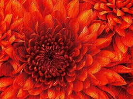 Die Rote - 9926984 /leinwand/bigthumb/9926984.jpg