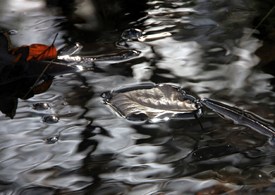 Wasserimpressionen - 9940293 /leinwand/bigthumb/9940293.jpg