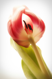 A Close Look - 9960165 /leinwand/bigthumb/9960165.jpg