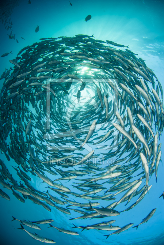 frei wählbarer Bildausschnitt für Ihr Bild auf Leinwand
