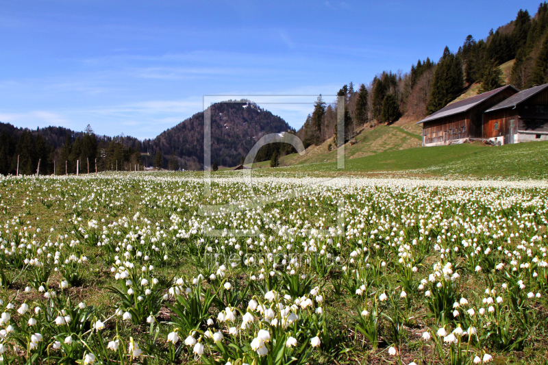 frei wählbarer Bildausschnitt für Ihr Bild auf Leinwand