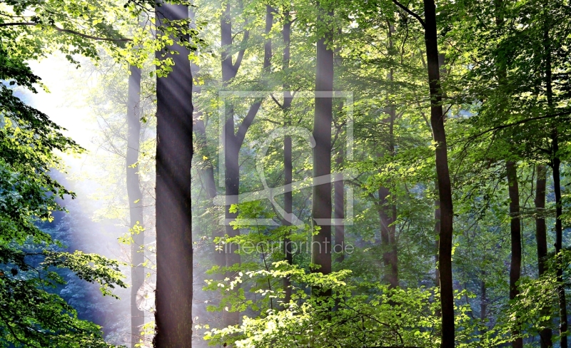 frei wählbarer Bildausschnitt für Ihr Bild auf Leinwand