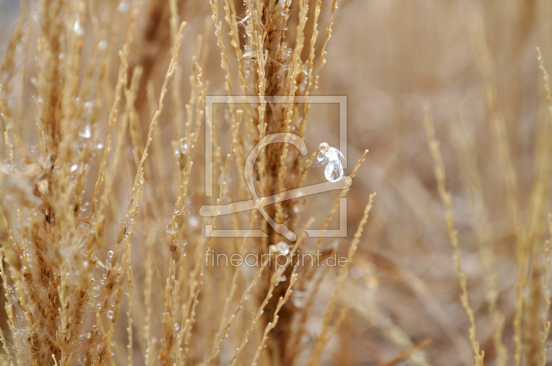 frei wählbarer Bildausschnitt für Ihr Bild auf Leinwand
