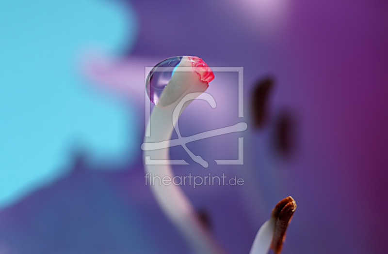 frei wählbarer Bildausschnitt für Ihr Bild auf Leinwand