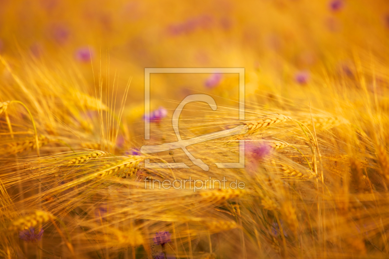 frei wählbarer Bildausschnitt für Ihr Bild auf Leinwand