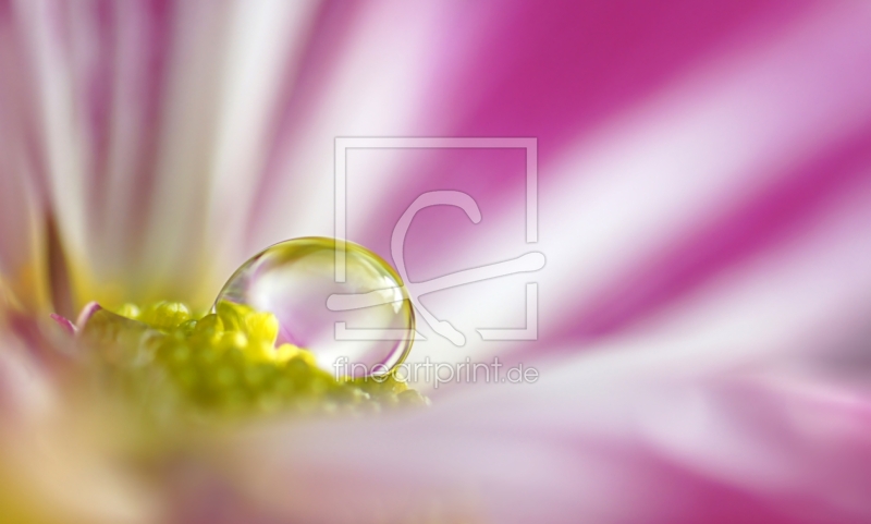 frei wählbarer Bildausschnitt für Ihr Bild auf Leinwand