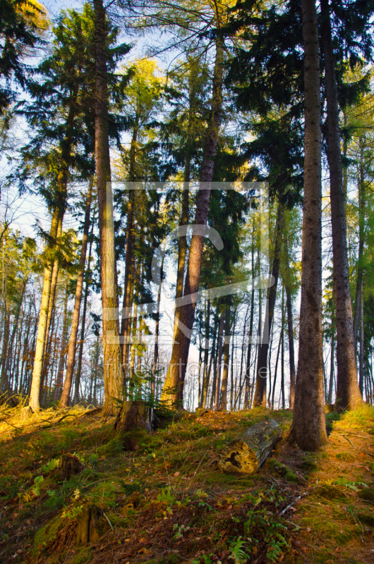 frei wählbarer Bildausschnitt für Ihr Bild auf Leinwand