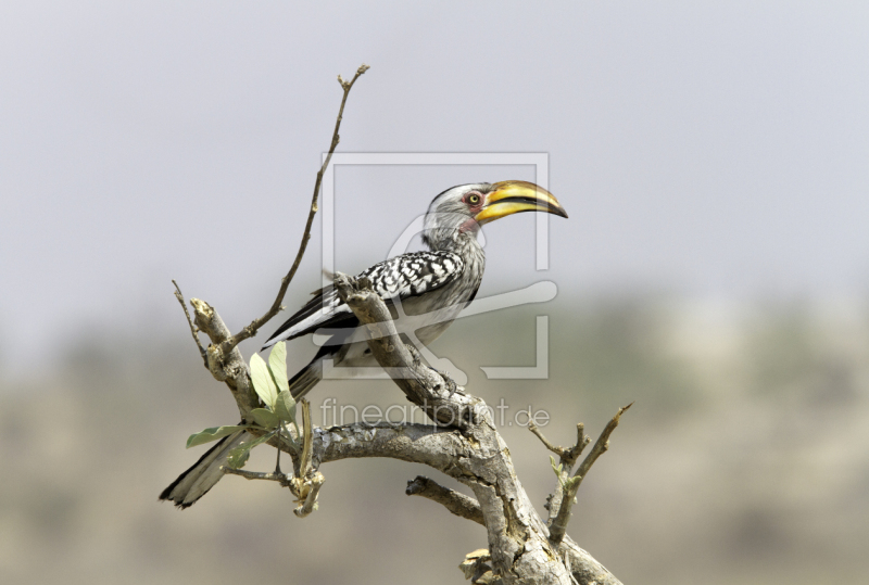 frei wählbarer Bildausschnitt für Ihr Bild auf Leinwand