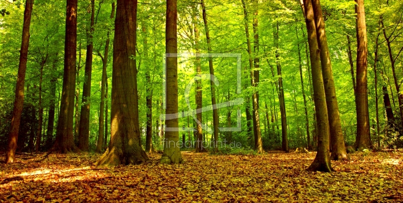 frei wählbarer Bildausschnitt für Ihr Bild auf Leinwand