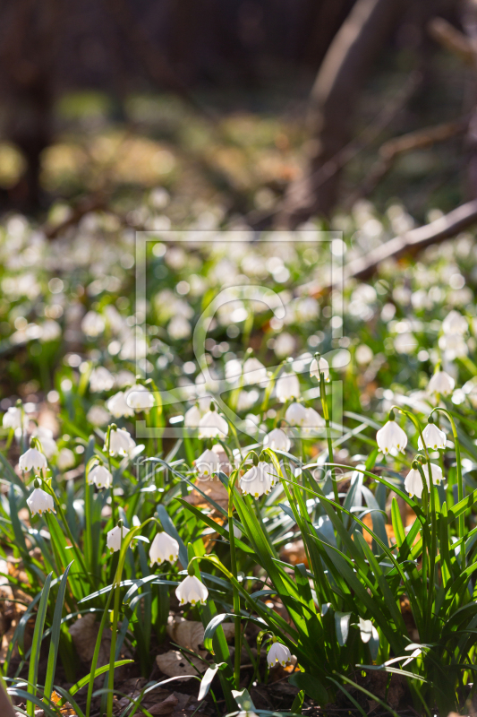 frei wählbarer Bildausschnitt für Ihr Bild auf Leinwand