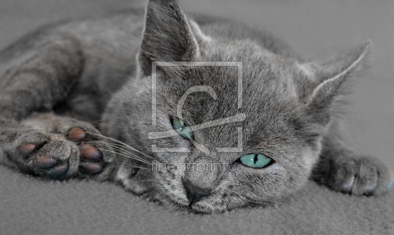 frei wählbarer Bildausschnitt für Ihr Bild auf Leinwand