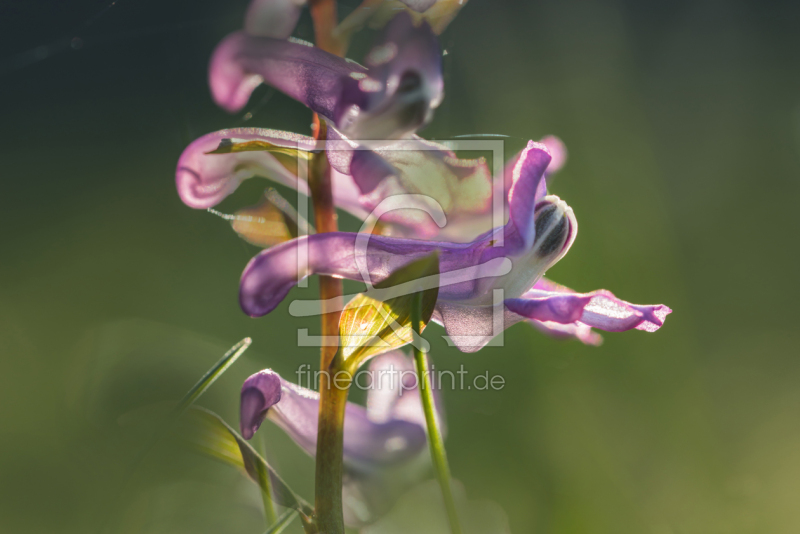 frei wählbarer Bildausschnitt für Ihr Bild auf Leinwand