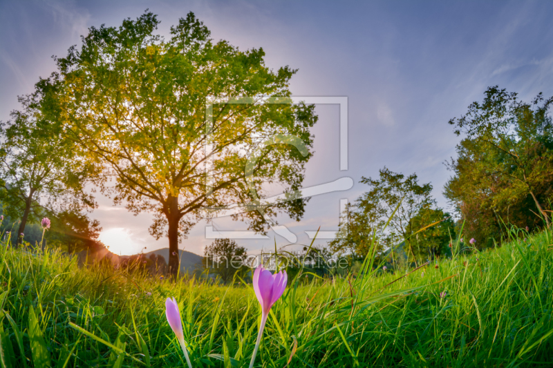 frei wählbarer Bildausschnitt für Ihr Bild auf Leinwand