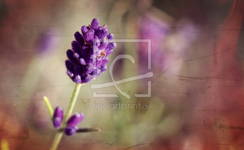 frei wählbarer Bildausschnitt für Ihr Bild auf Leinwand