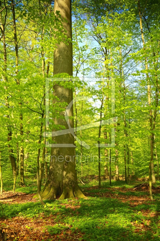 frei wählbarer Bildausschnitt für Ihr Bild auf Leinwand