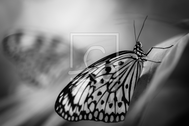 frei wählbarer Bildausschnitt für Ihr Bild auf Leinwand