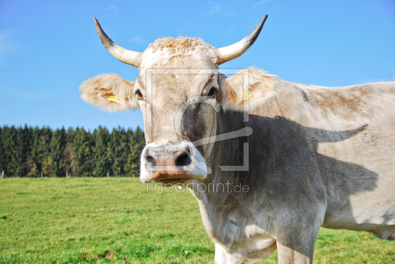 frei wählbarer Bildausschnitt für Ihr Bild auf Leinwand