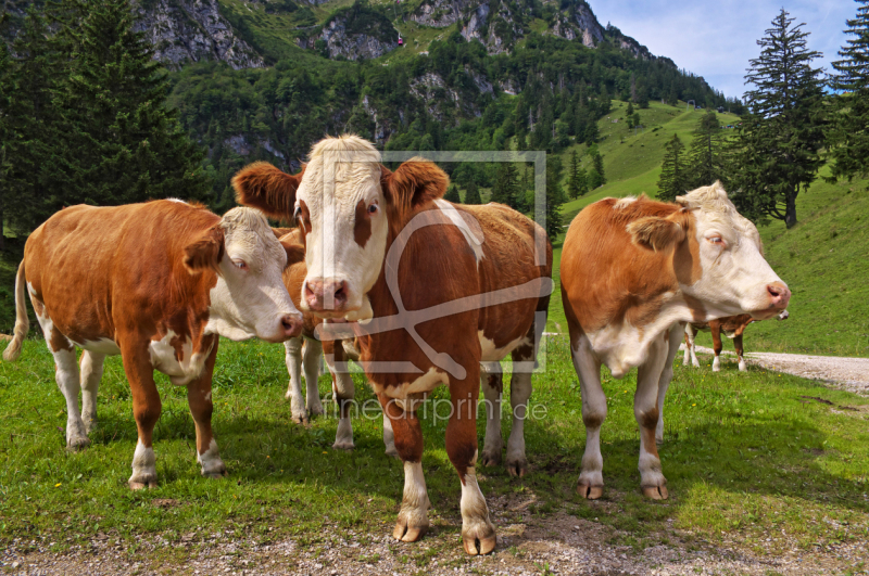 frei wählbarer Bildausschnitt für Ihr Bild auf Leinwand