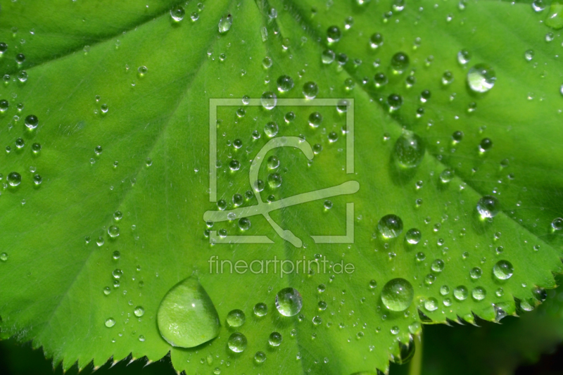 frei wählbarer Bildausschnitt für Ihr Bild auf Leinwand