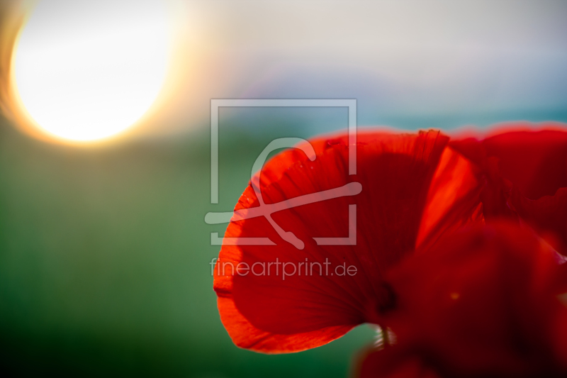 frei wählbarer Bildausschnitt für Ihr Bild auf Leinwand