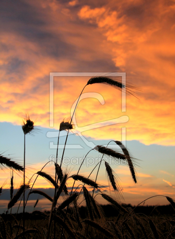 frei wählbarer Bildausschnitt für Ihr Bild auf Leinwand