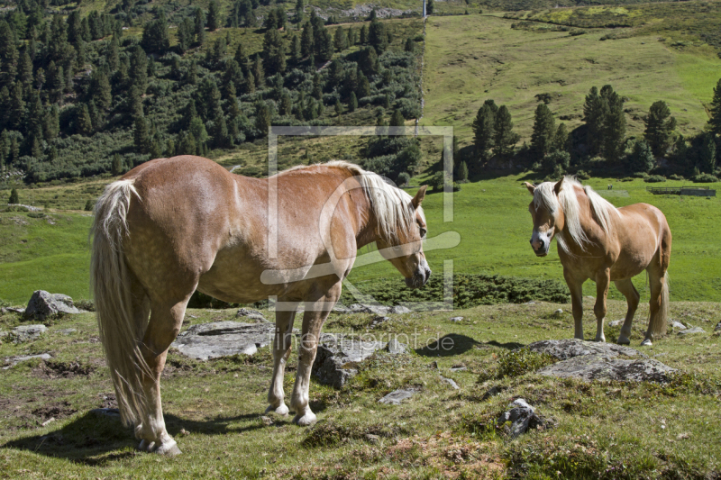 frei wählbarer Bildausschnitt für Ihr Bild auf Leinwand