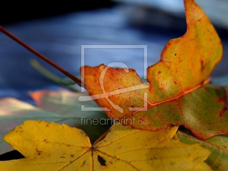 frei wählbarer Bildausschnitt für Ihr Bild auf Leinwand