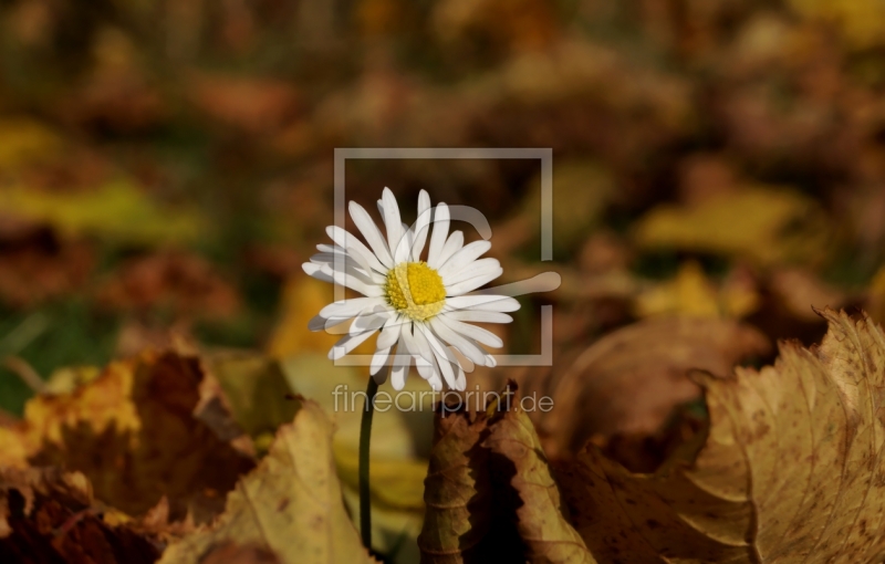 frei wählbarer Bildausschnitt für Ihr Bild auf Leinwand