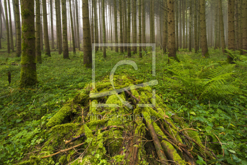 frei wählbarer Bildausschnitt für Ihr Bild auf Leinwand