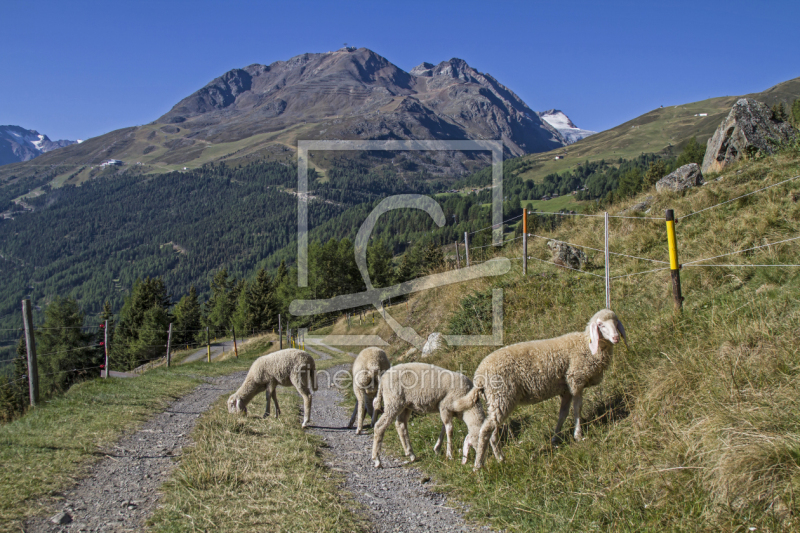 frei wählbarer Bildausschnitt für Ihr Bild auf Leinwand