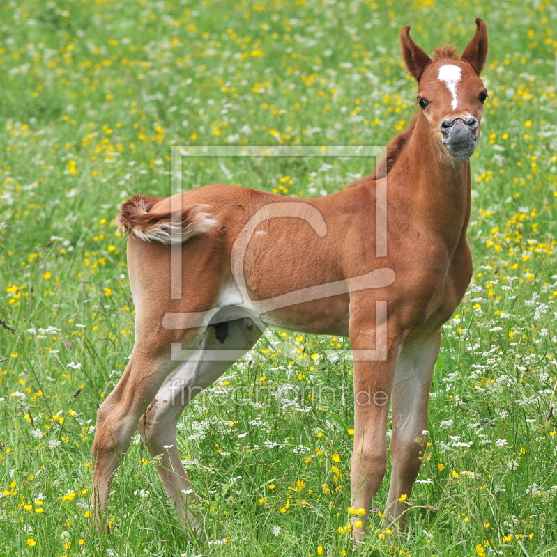 frei wählbarer Bildausschnitt für Ihr Bild auf Leinwand